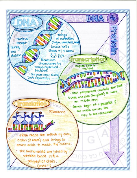 7 Fun Protein Synthesis Activities - Suburban Science Protein Synthesis Poster, Protein Synthesis Notes, Protein Synthesis Activity, Radiation Physics, Dietitian Humor, Biology Activities, Genetics Activities, Dna Activities, Sat Tips