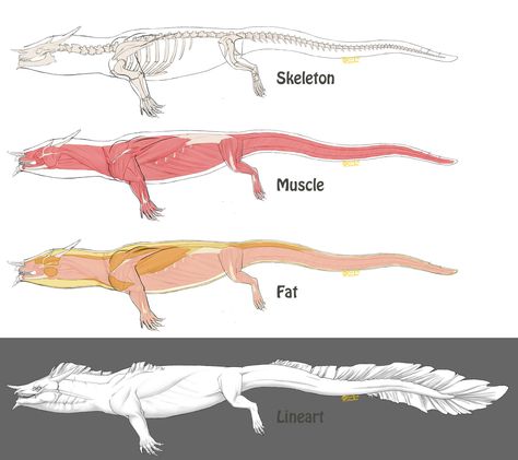 Tail Anatomy, Crocodile Anatomy, Animal Muscle Anatomy, Lizard Muscle Anatomy, Reptile Skeleton, Fantasy Anatomy, Fox Skeleton Anatomy, Iguana Skeleton, Crocodile Tail