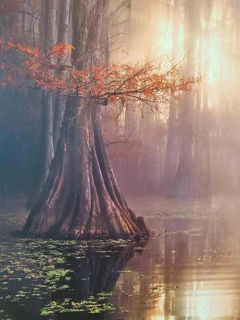 Imgur Post - Imgur Louisiana Swamp, Cypress Swamp, Louisiana Bayou, Louisiana Art, Cypress Trees, Mother Nature, Louisiana, Beautiful Nature, Landscape Photography