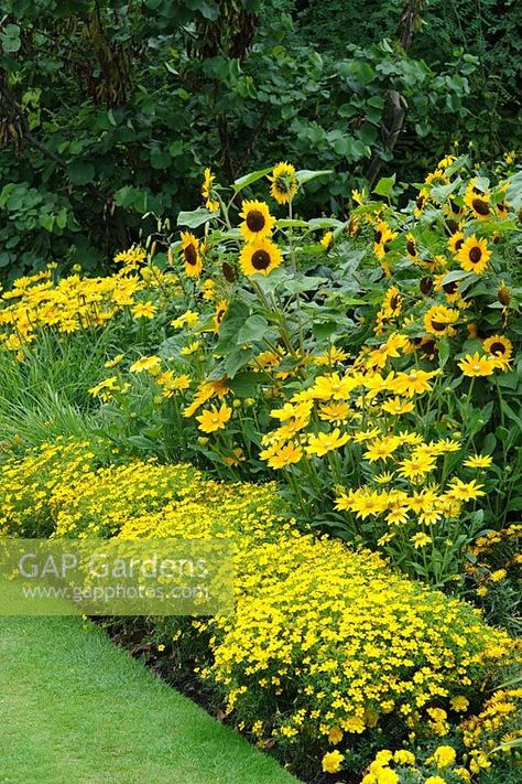 Yellow bedding scheme with Tagetes 'Lemon Gem', Rudbeckia 'Prairie Sun' and sunflowers Yellow Bedding, Sunflower Garden, Cut Flower Garden, Garden Show, Garden Photography, Vegetable Garden Design, Garden Borders, Small Garden Design, Garden Bed