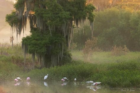 Florida Nature Photography, Wetlands Aesthetic, Swamp Photography, Florida Gothic, Florida Swamp, Florida Mansion, Antebellum South, Southern Accents, Old Florida