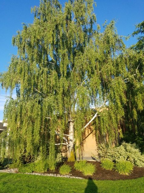 Weeping Birch, Betula Pendula, Landscape Plants, Trees Landscape, Street Trees, Plant Photos, Zone 2, Unique Trees, Birch Tree