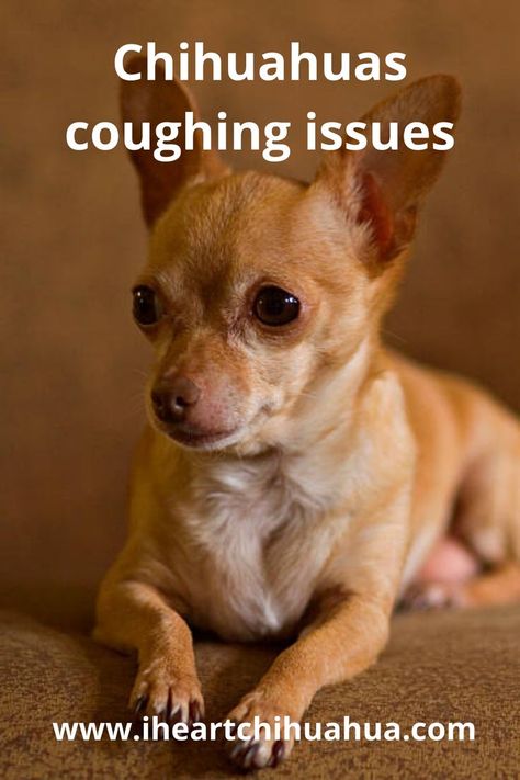 This article addresses every possible problem that can arise in pups and dogs with coughing fits in Chihuahuas. We’ll examine the most common causes of Chihuahua’s cough. Deer Headed Chihuahua, Deer Chihuahua, Chihuahua Facts, Dog Coughing, Chihuahua Owner, Easy Dog Treats, Toy Dog Breeds, Chihuahua Funny, Dog Ideas