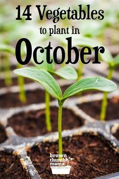 Vegetables To Plant In August, Autumn Planting, Vegetables To Plant, Vegetable Planting, When To Plant Vegetables, Winter Vegetables Gardening, Tattoo Plant, Fall Planting, Vegetable Garden Tips