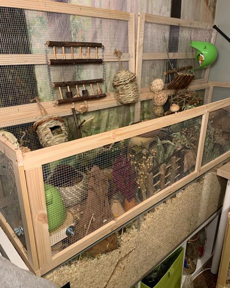 9 inches of bedding, tonnes of enrichment, climbing opportunities, hides. #mice #mouse #fancymice #fancymouse #petmice #petmouse Mouse Set Up, Mice Enclosure, Mouse Habitat, Mouse Enclosure, Fancy Mice, Ikea Detolf, Fancy Mouse, Hamster Stuff, Mouse Cage