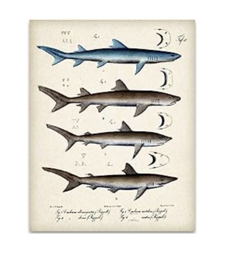 Add a touch of nostalgia to your space with our Vintage Shark Book Illustration Art Print! 🦈📚🎨 This 11x14 unframed print captures the timeless charm of vintage book illustrations, featuring a captivating shark design. Perfect for decorating boy's and girl's rooms, as well as beach houses, this art print brings a sense of adventure and wonder to any space. With its vibrant colors and intricate detailing, it serves as a conversation starter and a unique focal point. The best part? It's an affor Shark Books, Book Illustration Art, Bedroom Posters, Unframed Art, Nursing Students, Beach House Decor, Girls Room, Book Illustration, Vintage Book