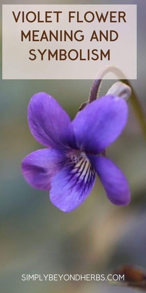 violet flowers, wild violets, violet flower tattoo, yellow violet meaning Violet Meaning Flower, Purple Flowers Meaning, Violet Symbolism, Violet Flower Meaning, Violet Meaning, Violet Flowers Bouquet, Violas Flowers, 8b Gardening, Common Violet