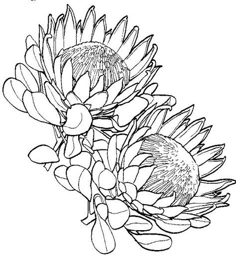 Protea Flower Drawing Sketch Coloring Page Protea Flower Drawing, Protea Art, Protea Flower, Australian Native Flowers, Plant Drawing, Flower Coloring Pages, Botanical Illustration, Art Drawings Sketches, Fabric Painting