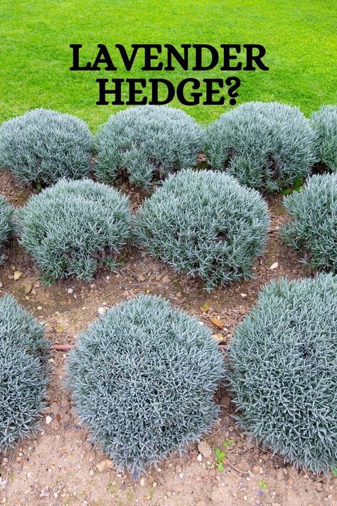 Read on to learn how and when to plant a lavender hedge, what its benefits are, and what to look out for in order to enjoy the hedge for many years. Lavender Hedge Landscaping, Lavender Hedge Border, Cloud Pruned Hedge, Hedge Laying, Lavender Hedge, Fast Growing Hedge, Box Hedging, Lavender Plant, Hedges