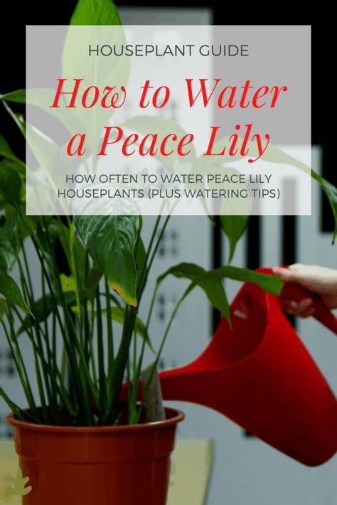 Peace Lily Plant Care Indoor, Caring For A Peace Lily Houseplant, How To Care For Peace Lily Houseplant, How To Take Care Of A Peace Lilly, Peace Lilly Plants, Peace Lilies Indoor, Care For Peace Lily Plant, Peace Lily Care Outdoor, How To Care For A Peace Lily Houseplant