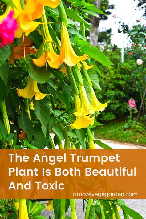 The Angel Trumpet Plant or scientifically known as Brugmansia Suaveolens is a small plant with shrub-like qualities. The flowers, shaped like trumpets, grow in lengths of up to a foot long. Called the corella, it has five points that curve upwards near the tips. Colors range from white to Yellow and are known to be nodding downwards from the branches of the plant. They are grouped under the Solanaceae genus, where potatoes and tomatoes are also included. Angel Trumpet Plant Care, Angle Trumpet Plant, Yellow Trumpet Vine, Trumpet Flower Plants, Angel Trumpets Flower, Devils Trumpet Flower, Angels Trumpet Plant, Angels Trumpet Flower, Yellow Trumpet Flower