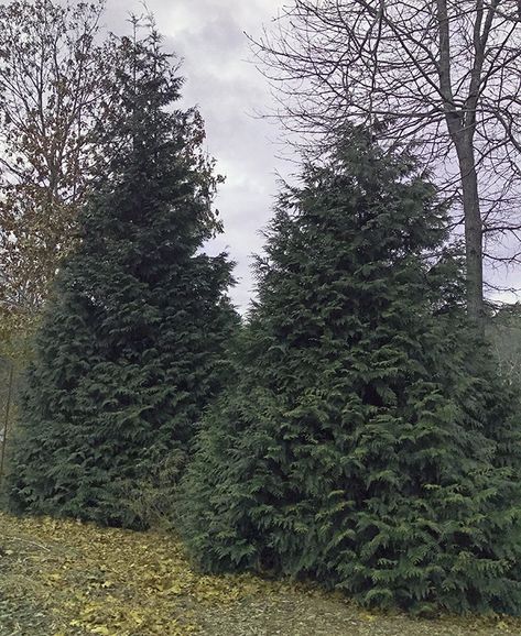 Arborvitae Landscaping, Green Giant Arborvitae, Giant Arborvitae, Thuja Green Giant, Fast Growing Evergreens, Leyland Cypress, Get Taller, Green Giant, The Trunk