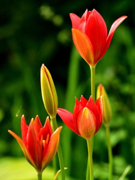 Tulipa sprengeri is a bulbous perennial with glossy, bright green leaves and solitary, goblet-shaped, bright red flowers Bright Red Flowers, Morning Sister, Beautiful Flowers Images, Tulips Garden, Color Wallpaper, Flowers Gif, Wallpaper Nature Flowers, Most Beautiful Flowers, Flowering Plants