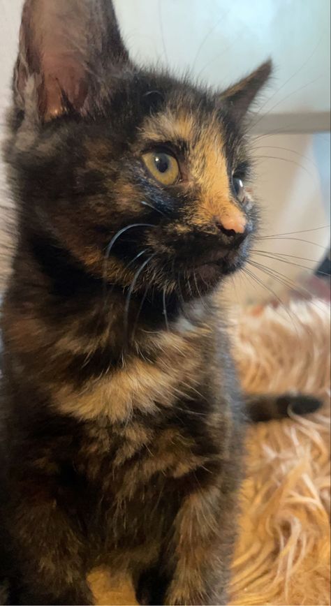 Cats Tortoise Shell, Tortoishell Cat Aesthetic, Tortoise Shell Kitten, Turtle Shell Cat, Tortoise Shell Cats, Tortoiseshell Cat Aesthetic, Tortie Cats, Purebred Cats, Tortoiseshell Cat