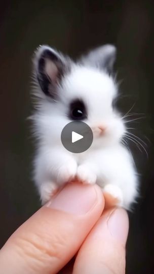 Rabbit Life, Cute Bunnies, Rabbit Lover, Adorable Bunny, Cute Bunny, Bunny Rabbit, Cat Toys, Rabbits, Animal Pictures