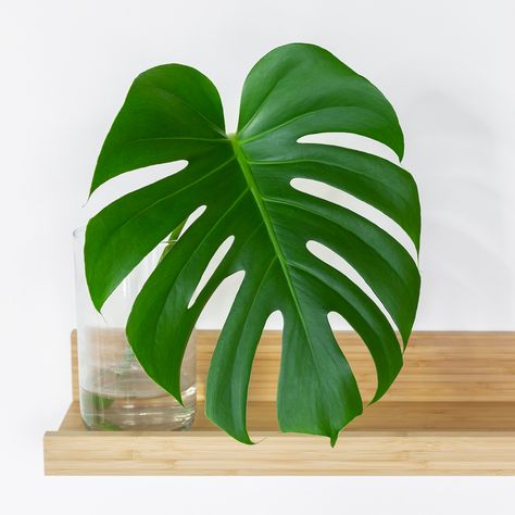 Big Leaf Indoor Plant, Big Leaf Plants, Sacred Garden, Hardiness Zones, Plant Zones, Swiss Cheese Plant, Cheese Plant, Winter Plants, Pond Design