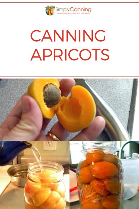 Canning apricots is safe to water bath can due to the high acidity. In this tutorial, #SimplyCanning shows you how easy it is to can apricots. Recipes included for light and heavy syrup too! #CanningApricots Apricots Recipes, Canning Apricots, Canning Granny, Canned Applesauce, Pickle Vodka, Apricot Jam Recipes, Canning Peaches, Apricot Recipes, Canning Fruit