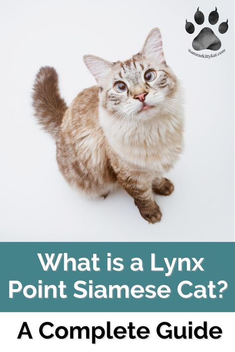 The Lynx Point Siamese cat is a mix of a tabby Shorthair and a Seal Point Siamese. This feline is one of the most popular Siamese mixes. Do you want to know more about Siamese Cats? Check out my blogs! #SiameseCats #LynxPointSiameseCat #LynxPoint #SiameseBreed Cat Definition, Lynx Point Siamese, Siamese Kitty, Seal Point Siamese, Siamese Kittens, Cat Room, Personality Traits, Siamese Cats, Cats Meow