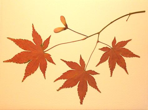 Red Japanese maple leaves Japanese Maple Illustration, Maple Leaves Illustration, Japanese Maple Leaf Drawing, Japanese Maple Tattoo, Japanese Maple Leaf Tattoo, Maple Leaf Drawing, Flowers Reference, Japanese Maple Leaves, Japanese Red Maple