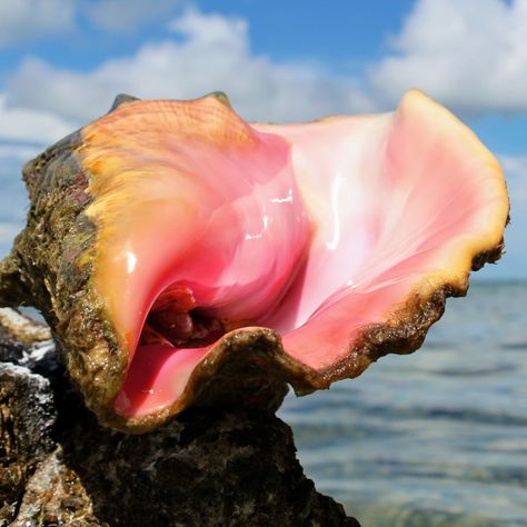 Oceana on Instagram: “Ever find a beautiful conch shell on the beach? The shell belongs to the queen conch. 👑 . The queen conch is a large marine snail that…” Queen Conch Shell, Pirate Crew, Salt Air, Conch Shell, Blue Moon, Lily Pads, Conch, Beach Life, The Queen