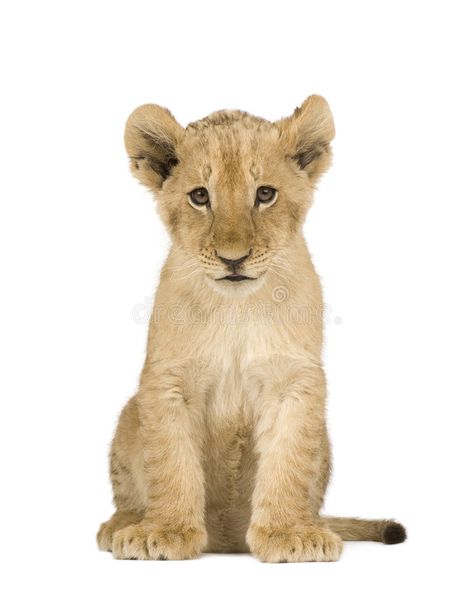 Lion Cub (4 months). In front of a white background #Sponsored , #paid, #ad, #Cub, #background, #white, #Lion Lion White, Lioness And Cubs, Lion Images, White Lion, Lion Cub, Background White, Animals Images, 4 Months, Animal Photo