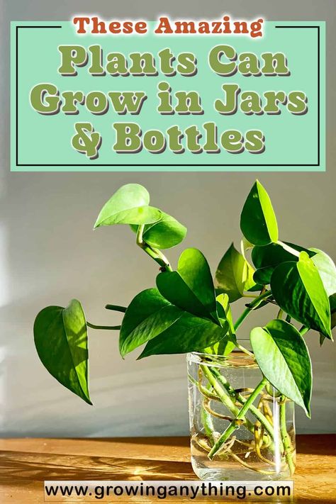 These Amazing 22 Plants Can Grow in Jars & Bottles 2024 Water Jar Plants, Growing Plants In Glass Jars, Growing Plants In Glass Bottles, Grow Plants In Water Jars, Plants In Wine Bottles, Glass Bottle Plants Ideas, Plants In Glass Jars, Mason Jar Plants, Glass Jars Diy