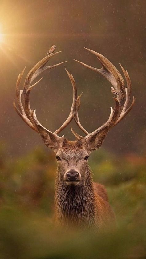 Andy Okay, Regnul Animal, Wild Animals Photography, Wild Animals Photos, Endangered Animals, Majestic Animals, Animal Species, A Deer, Animals Artwork