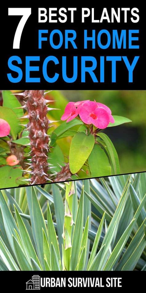 Plants for home security? Yes, you read that right. If you're serious about home security, there are certain plants you'll want to grow in your yard. Especially in front of your fences and windows. Best Plants For Home, Plants For Home, Survival Gardening, Survival Life Hacks, Best Plants, Urban Survival, Plant Protection, Home Protection, Homestead Survival