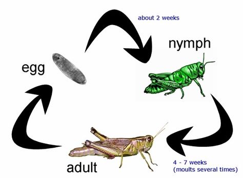 Life Cycle of A Cricket/Grasshopper  Grasshoppers are closely related to crickets. The following picture shows the life cycle of a grasshopper through the three stages of incomplete metamorphosis: (1) egg, (2) nymph and (3) adult. There is no pupal stage unlike in insects such butterflies or moths. Mouseover the pictures to learn more. Incomplete Metamorphosis, Cricket In Times Square, Science Life Cycles, Insect Unit, Animal Life Cycles, Animal Agriculture, 4th Grade Science, Butterfly Life Cycle, Grasshoppers