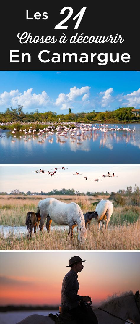 Que faire en Camargue? | 21 lieux à voir + Où dormir | Visiter la Camargue Camargue France, Visit France, Destination Voyage, Provence France, Montpellier, French Riviera, Travel Inspo, France Travel, South Of France