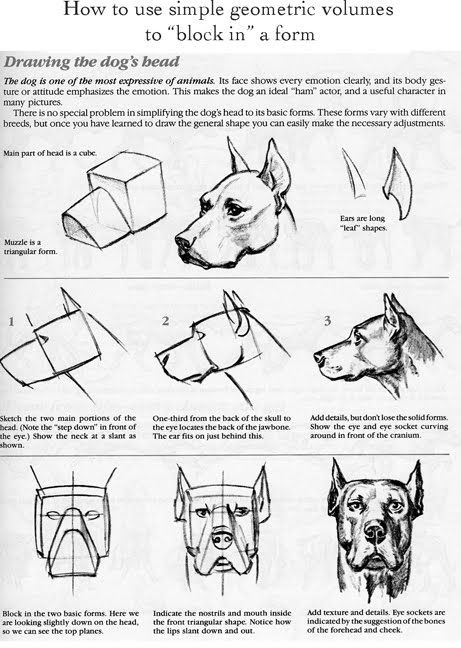 How To Draw A Dog Head, Dog Drawing Tutorial, Sketchbook Aesthetic, Canine Drawing, Dog Anatomy, Draw Animals, Animal Anatomy, Dog Sketch, 강아지 그림