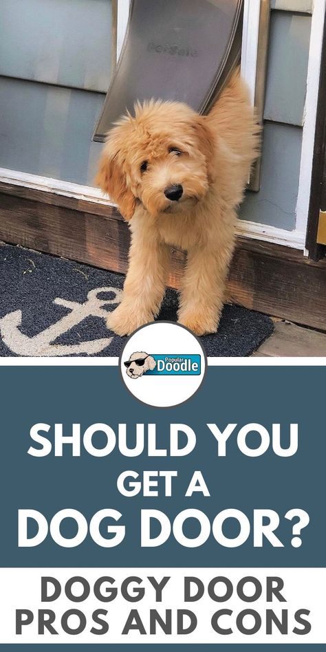 Dog doors can be an incredibly convenient and helpful addition to your home. Should you get a dog door?  See if one is right for you with these helpful doggy door pros and cons!      #dogdoor #doggydoor #doggiedoor #dogdoorideas #petdoor #petdoorideas Dog Crate With Doggie Door, Doggy Door Ideas Large Dogs, Dog Door Ideas In Wall, Doggie Door Ideas, Dog Door Ideas, Large Dog Door, Dog Friendly Backyard, Doggy Door, Doggie Door