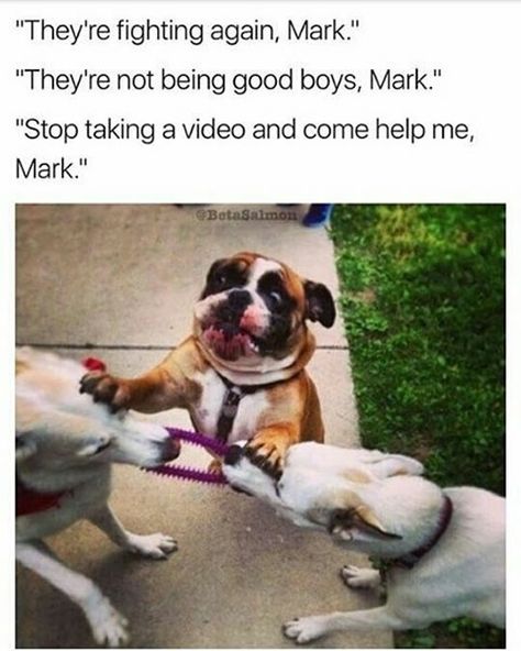 The dog looks so serious and concerned about the other two😂😂 Funny Dog Memes, Love My Dog, Unicorn Funny, Fun Friends, Funny Animal Jokes, Memes Humor, Funny Animal Memes, Animal Jokes, Funny Animal Pictures