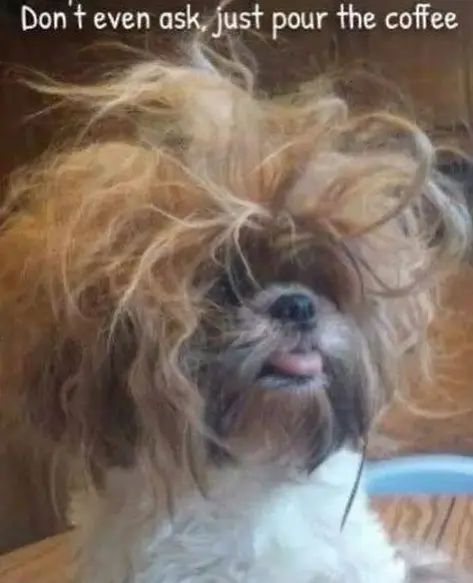 The 14 Funniest Shih Tzu Memes of All Times - PetPress Maltese Grooming, Shih Tzu Grooming, Shih Tzu Funny, Dog Training Techniques, Diy Pool, Funny Animal Photos, Grooming Tips, Pretty Dogs, Poodle Mix