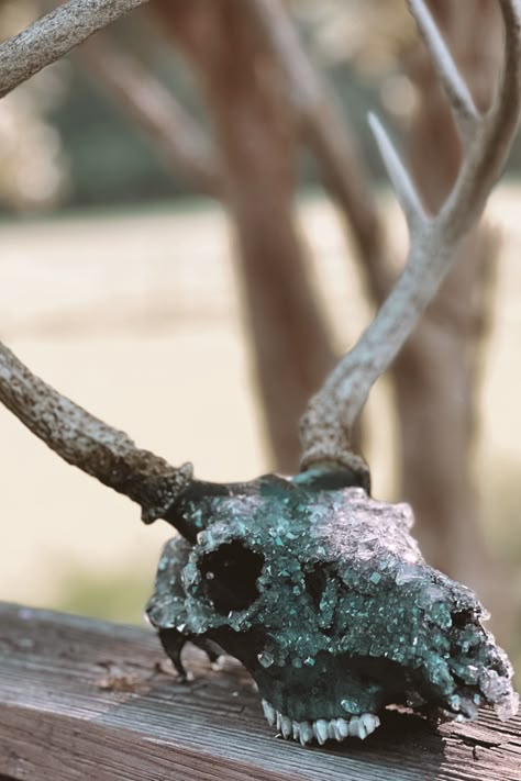 My boyfriend and I both hunt, and we have accumulated a ton of skulls over time. I finally found a way to make these skulls pop, and would go with any western or boho home! It is really simple, and you only need a few ingredients. Deer Skull Crystal, Crystallized Deer Skull, Skulls With Crystals, Deer Skull Decor Ideas, Borax Crystal Deer Skull, Borax Crystals Diy Deer Skull, Deer Skull Art Ideas, Crystal Deer Skull, Painted Deer Skulls Ideas