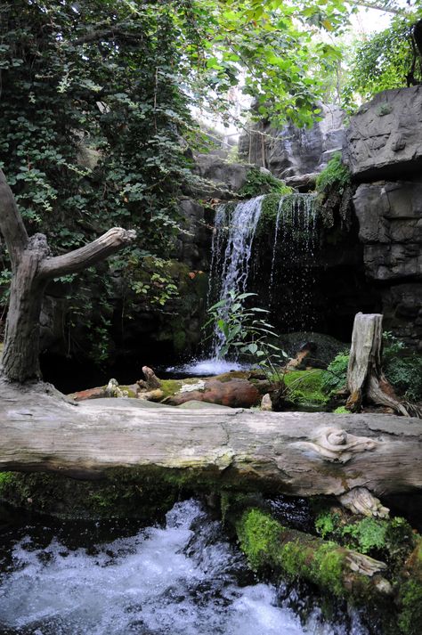 Tennessee Aquarium - Otter Habitat Otter Habitat, North American Beaver, Tennessee Aquarium, Natural Pond, River Otter, Wild Birds, Amphibians, Otters, Habitat