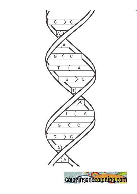 DNA Coloring Activity Dna Worksheet, Dna Activities, Dna Drawing, Dna Facts, Dna Tree, Dna Fingerprinting, Cells Worksheet, Letter Recognition Worksheets, School Biology