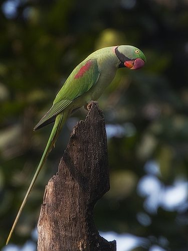 The Alexandrine Parakeet or Alexandrian Parrot (Psittacula eupatria) is a member of the psittaciformes order and of the Psittaculidae family. The species is named after Alexander the Great, who is credited with the exporting of numerous specimens of this bird from Punjab into various European and Mediterranean countries and regions, where they were considered prized possessions for the nobles and royalty. (Photo: (c) Tarique Sani, some rights reserved (CC BY-NC-SA)) Alexandrine Parrot, Parrot Logo, Mediterranean Countries, Ring Necked Parakeet, Green Parakeet, Monk Parakeet, Parrot Pet, Tropical Animals, Photo C