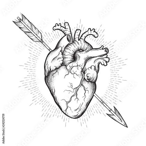 Heart With Arrow Tattoo, Dotwork Flash, Heart Arrow Tattoo, Human Heart Drawing, Meaning Of Arrow Tattoo, Anatomical Heart Tattoo, Dibujos Tattoo, Arrow Drawing, Stippling Art