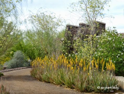 Aloe Vera Plant Care, Plant Aloe Vera, Succulent Rock Garden, Winter Into Spring, Plant Landscape, Sensitive Plant, Drought Tolerant Garden, Succulent Landscaping, Landscaping Inspiration