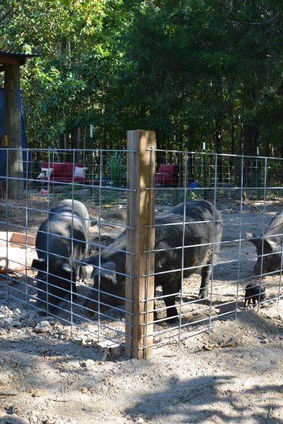 Hog Fence Ideas Pig Pen, Pig Pen Fencing, Concrete Pig Pen, Homestead Pig Pen, Pig Fencing Ideas, Hog Pins Ideas, Pig Fence Ideas, Kune Kune Pig Pen, Pig Enclosure Outdoor