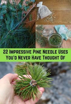 Pine Needle Uses, Pine Needle Tea, Pine Needle Crafts, White Pine Tree, Wild Food Foraging, Loose Leaf Teas, Pine Needle Baskets, Herbal Tinctures, Herbal Recipes