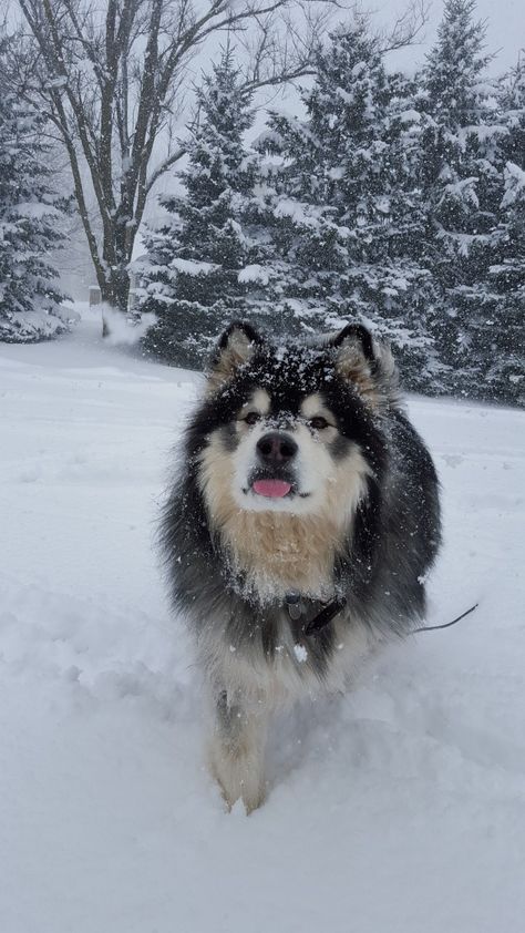 Dogs In Snow, Snow Husky Aesthetic, Dog Snow Pictures, Animals In Snow Photography, Dogs In Snow Aesthetic, Very Cute Dogs, Snow Dogs, Pretty Dogs, Alaskan Malamute