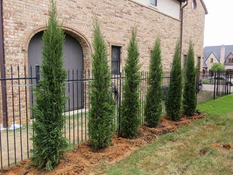 Juniper Hedge Privacy Screens, Juniper Privacy Screen, Eastern Red Cedar Tree Landscaping, Eastern Red Cedar, Italian Cypress Trees, Modern Nursery Design, Italian Cypress, Privacy Trees, Privacy Landscaping