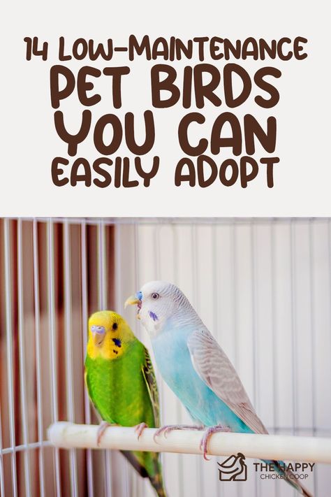 Low Maintenance Pets For Adults, Pet Birds For Beginners, House Birds Pets, Birds As Pets, Best Small Pets, Best Pet Birds, Types Of Pet Birds, Birds For Kids, Low Maintenance Pets