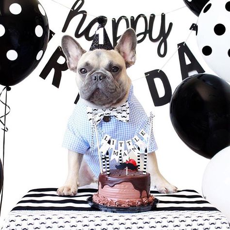 Frenchie Dog Birthday Party | dog plaid dress shirt by Dog Threads Frenchie Birthday, Dog Birthday Pictures, Birthday Party Dog, Happy Birthday Animals, Birthday Animals, Dog First Birthday, Wolf Dogs, Puppy Illustration, Hipster Dog