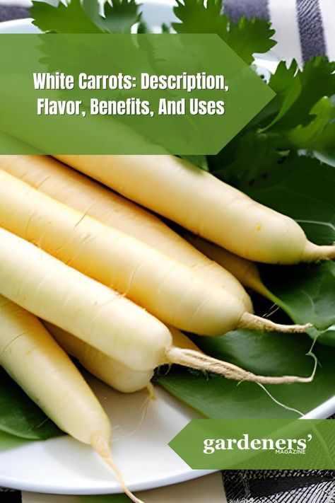 White Carrots: Description, Flavor, Benefits, And Uses Carrot Benefits, Nutrition Articles, Carrot Recipes, Garden Guide, Planting Vegetables, Fresh Salads, Shine On, Fresh Food, Health Benefits