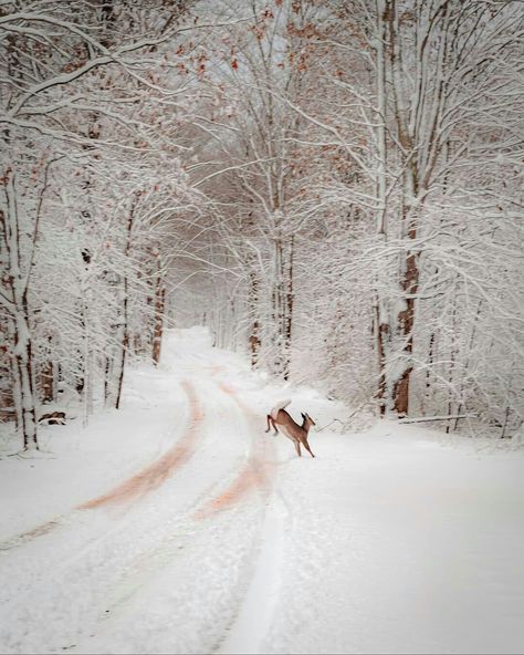 Country Home Magazine, Winter Songs, Winter Szenen, Winter Magic, Winter Scenery, Winter Beauty, Snow Scenes, Winter Pictures, Winter Wonder