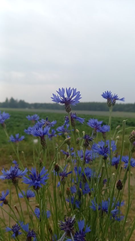 Cornflowers, flowers, field, blue, aesthetic Photo by: @m3ta_k1 = me Corn Flower Blue Aesthetic, Cornflour Blue, Cornflowers Aesthetic, Blue Cornflower, Cornflower Aesthetic, Cornflower Blue Aesthetic, Corn Flower, Fields Photography, Cornflower Blue