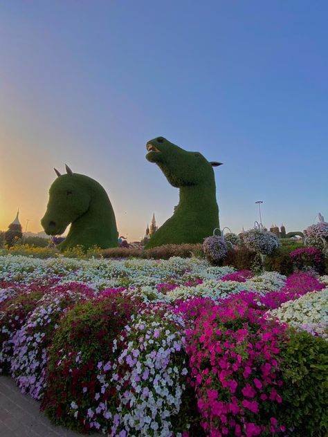 #dubai #flowers #garden Dubai Mirical Garden, Dubai Miracle Garden Aesthetic, Dubai Flower Garden, Miracle Garden Dubai, Dubai Garden, Miracle Garden, Dubai Aesthetic, Dubai Life, Flower Bomb